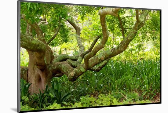 South Africa, 'Kirstenbosch', Camphorwood-Catharina Lux-Mounted Premium Photographic Print