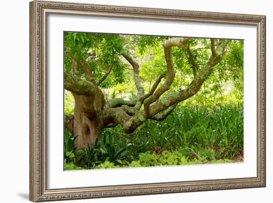 South Africa, 'Kirstenbosch', Camphorwood-Catharina Lux-Framed Photographic Print