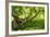 South Africa, 'Kirstenbosch', Camphorwood-Catharina Lux-Framed Photographic Print