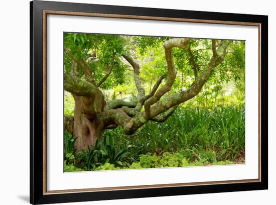 South Africa, 'Kirstenbosch', Camphorwood-Catharina Lux-Framed Photographic Print
