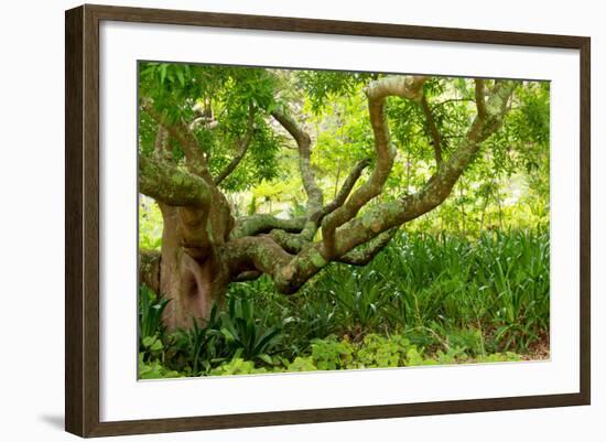 South Africa, 'Kirstenbosch', Camphorwood-Catharina Lux-Framed Photographic Print