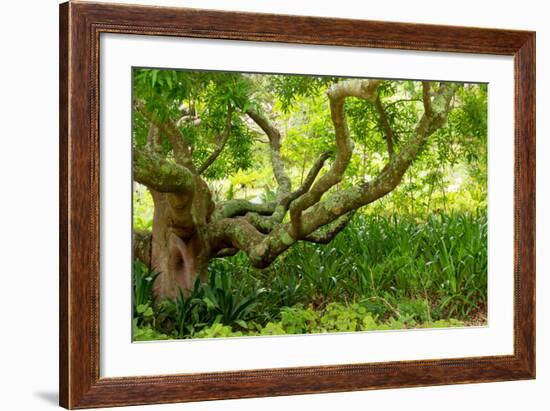 South Africa, 'Kirstenbosch', Camphorwood-Catharina Lux-Framed Photographic Print