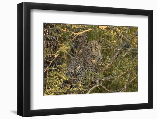 South Africa. Leopard Cub Hiding from Hyenas-Jaynes Gallery-Framed Photographic Print