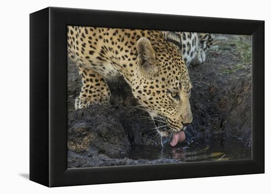South Africa. Leopard Drinking from a Waterhole-Jaynes Gallery-Framed Premier Image Canvas