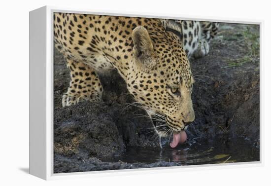 South Africa. Leopard Drinking from a Waterhole-Jaynes Gallery-Framed Premier Image Canvas