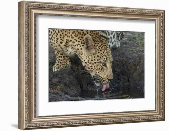 South Africa. Leopard Drinking from a Waterhole-Jaynes Gallery-Framed Photographic Print