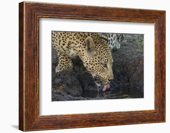 South Africa. Leopard Drinking from a Waterhole-Jaynes Gallery-Framed Photographic Print