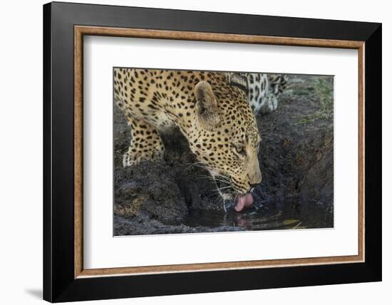 South Africa. Leopard Drinking from a Waterhole-Jaynes Gallery-Framed Photographic Print