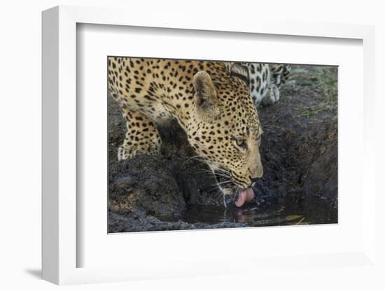 South Africa. Leopard Drinking from a Waterhole-Jaynes Gallery-Framed Photographic Print