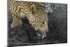 South Africa. Leopard Drinking from a Waterhole-Jaynes Gallery-Mounted Photographic Print