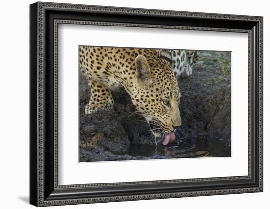 South Africa. Leopard Drinking from a Waterhole-Jaynes Gallery-Framed Photographic Print