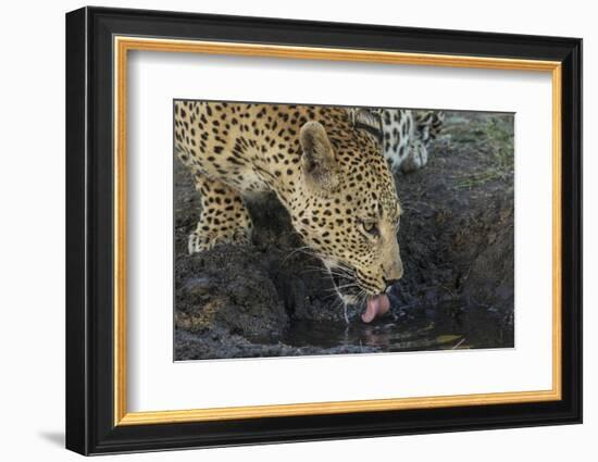 South Africa. Leopard Drinking from a Waterhole-Jaynes Gallery-Framed Photographic Print