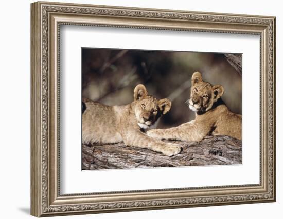 South Africa, Lion Cubs-Amos Nachoum-Framed Photographic Print