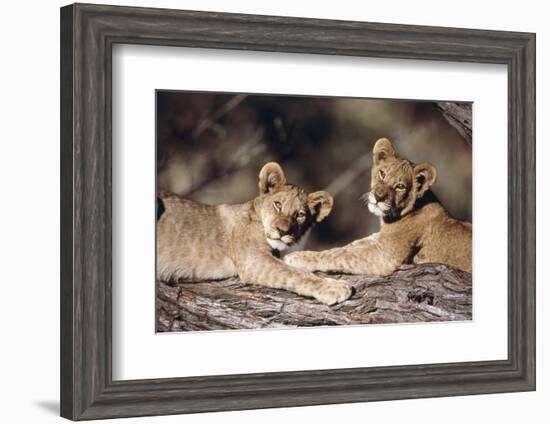 South Africa, Lion Cubs-Amos Nachoum-Framed Photographic Print