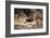 South Africa, Lion Cubs-Amos Nachoum-Framed Photographic Print