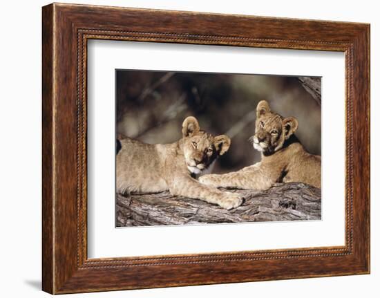 South Africa, Lion Cubs-Amos Nachoum-Framed Photographic Print