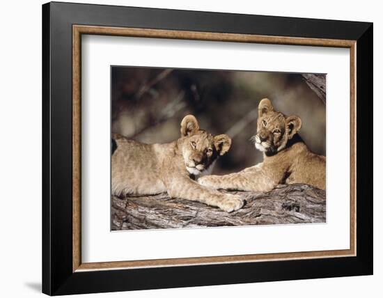 South Africa, Lion Cubs-Amos Nachoum-Framed Photographic Print