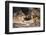 South Africa, Lion Cubs-Amos Nachoum-Framed Photographic Print