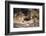 South Africa, Lion Cubs-Amos Nachoum-Framed Photographic Print