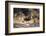 South Africa, Lion Cubs-Amos Nachoum-Framed Photographic Print