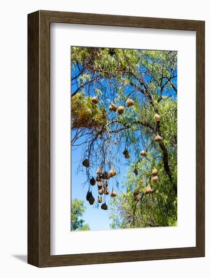 South Africa, Nests of Weavers-Catharina Lux-Framed Photographic Print