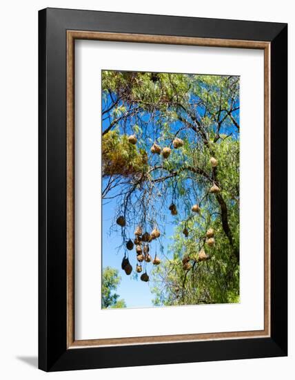 South Africa, Nests of Weavers-Catharina Lux-Framed Photographic Print