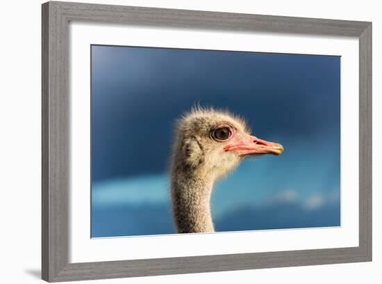 South Africa, Oudtshoorn (Town), Ostrich, Head, Portrait, from the Side-Catharina Lux-Framed Photographic Print