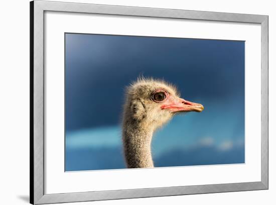 South Africa, Oudtshoorn (Town), Ostrich, Head, Portrait, from the Side-Catharina Lux-Framed Photographic Print