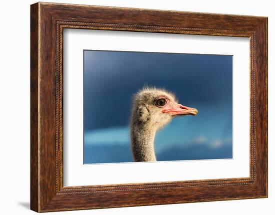 South Africa, Oudtshoorn (Town), Ostrich, Head, Portrait, from the Side-Catharina Lux-Framed Photographic Print