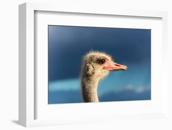 South Africa, Oudtshoorn (Town), Ostrich, Head, Portrait, from the Side-Catharina Lux-Framed Photographic Print