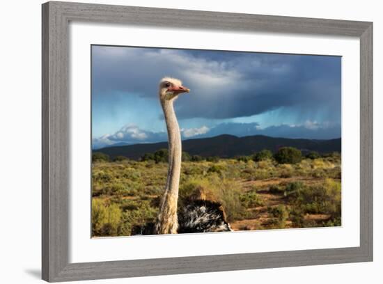 South Africa, Oudtshoorn (Town), Ostrich-Catharina Lux-Framed Photographic Print