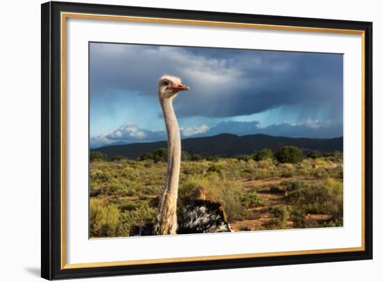 South Africa, Oudtshoorn (Town), Ostrich-Catharina Lux-Framed Photographic Print