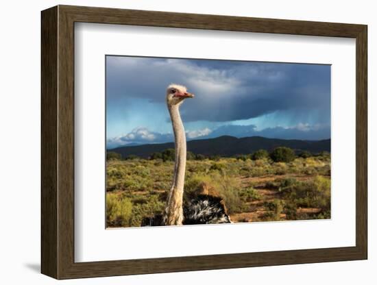 South Africa, Oudtshoorn (Town), Ostrich-Catharina Lux-Framed Photographic Print