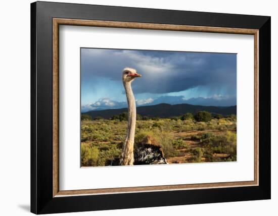 South Africa, Oudtshoorn (Town), Ostrich-Catharina Lux-Framed Photographic Print