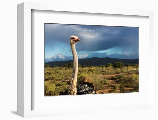 South Africa, Oudtshoorn (Town), Ostrich-Catharina Lux-Framed Photographic Print