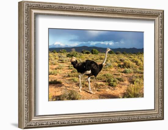 South Africa, Oudtshoorn (Town), Ostrich-Catharina Lux-Framed Photographic Print