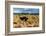 South Africa, Oudtshoorn (Town), Ostrich-Catharina Lux-Framed Photographic Print