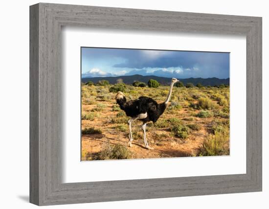 South Africa, Oudtshoorn (Town), Ostrich-Catharina Lux-Framed Photographic Print