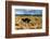 South Africa, Oudtshoorn (Town), Ostrich-Catharina Lux-Framed Photographic Print