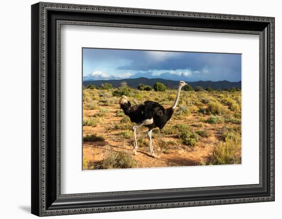 South Africa, Oudtshoorn (Town), Ostrich-Catharina Lux-Framed Photographic Print