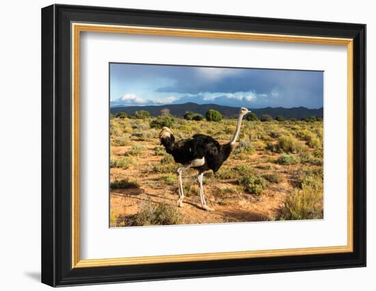 South Africa, Oudtshoorn (Town), Ostrich-Catharina Lux-Framed Photographic Print