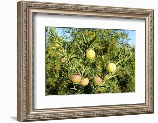 South Africa, Platycodon, Gomphocarpus Fruticosus-Catharina Lux-Framed Photographic Print