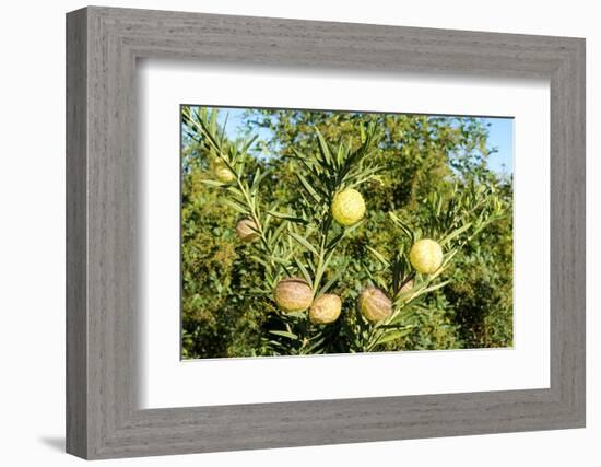 South Africa, Platycodon, Gomphocarpus Fruticosus-Catharina Lux-Framed Photographic Print