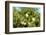 South Africa, Platycodon, Gomphocarpus Fruticosus-Catharina Lux-Framed Photographic Print