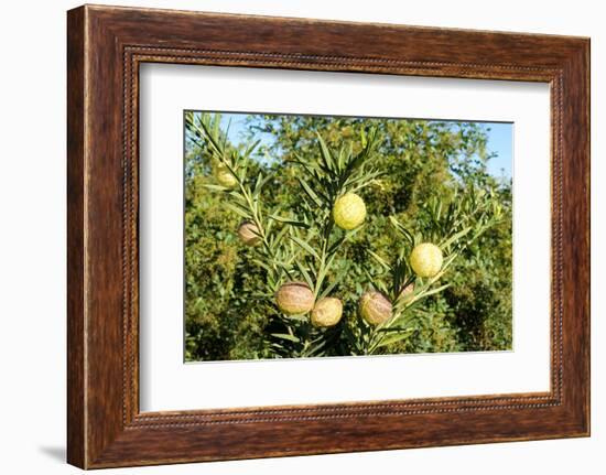 South Africa, Platycodon, Gomphocarpus Fruticosus-Catharina Lux-Framed Photographic Print