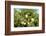 South Africa, Platycodon, Gomphocarpus Fruticosus-Catharina Lux-Framed Photographic Print