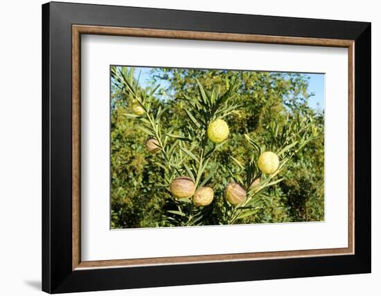 South Africa, Platycodon, Gomphocarpus Fruticosus-Catharina Lux-Framed Photographic Print