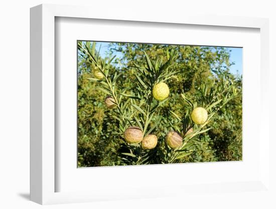 South Africa, Platycodon, Gomphocarpus Fruticosus-Catharina Lux-Framed Photographic Print