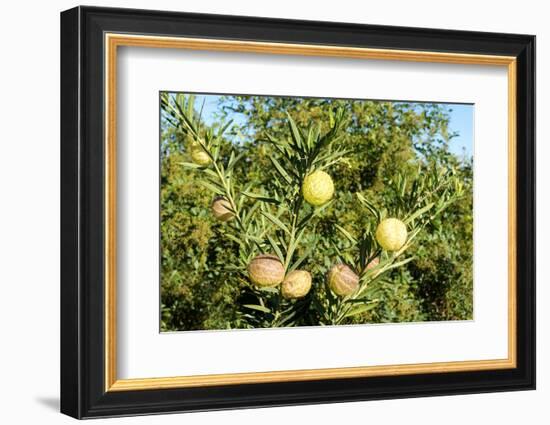 South Africa, Platycodon, Gomphocarpus Fruticosus-Catharina Lux-Framed Photographic Print