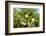South Africa, Platycodon, Gomphocarpus Fruticosus-Catharina Lux-Framed Photographic Print